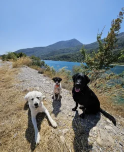randonnée près dans lac organisé avec la pension canine familiale