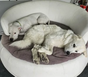 chien sur canapé dans notre pension canine familiale