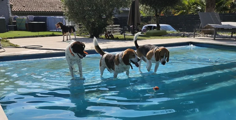 chien heureux se reposant dans un environnement chaleureux de notre pension canine familiale